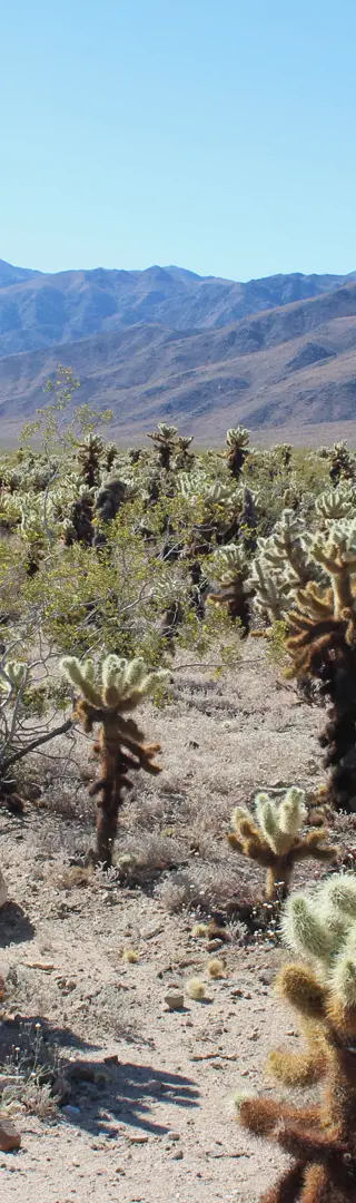 Joshua Tree Nationalpark